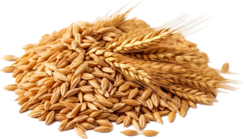 AI generated wheat grains png
