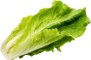 ai generado lechuga romana lechuga png