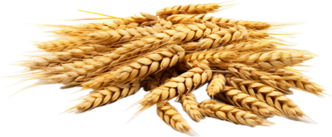 AI generated wheat grains png