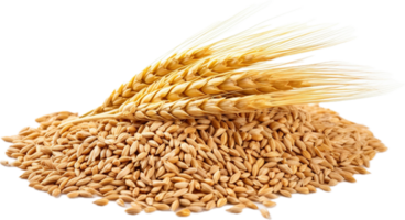 AI generated wheat grains png