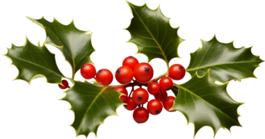 AI generated christmas holly png