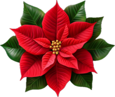 AI generated christmas poinsettia flower png