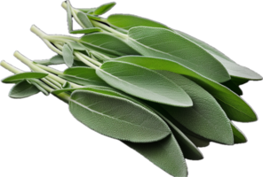 AI generated sage leaves png