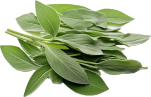 AI generated sage leaves png