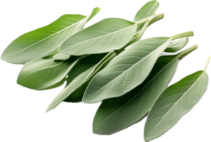 AI generated sage leaves png