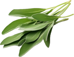 AI generated sage leaves png