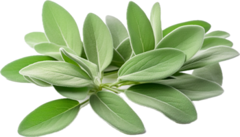AI generated sage leaves png
