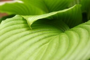 Green leaves background photo