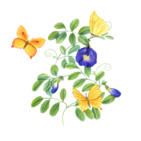 Climbing branches of Thai butterfly pea flowers. Yellow butterflies fluttering around tropical plant. Ipomoea, clitoria ternatea, bluebellvine. Watercolor illustration for package, label, poster png