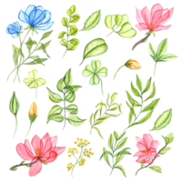 Set of transparent plant and flowers. Blue, pink, yellow transparent flowers, green leaves. Clover, herb, tea leaf and buds. Spring greenery. Simple elements. Watercolor illustration png