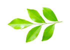 Green leaves branch isolated on transparent background PNG file