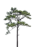 Pine tree isolated on transparent background. PNG File