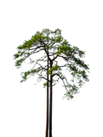 Pine tree isolated on transparent background. PNG File