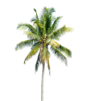 Coconut palm tree isolated on transparent background. PNG File