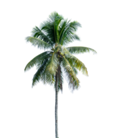 Coconut palm tree isolated on transparent background. PNG File