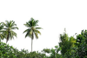 Coconut palm tree isolated on transparent background. PNG File