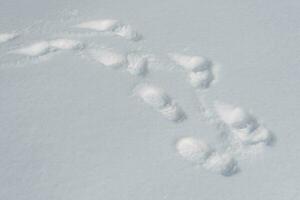 huellas de un hombre en blanco nieve en el tarde foto