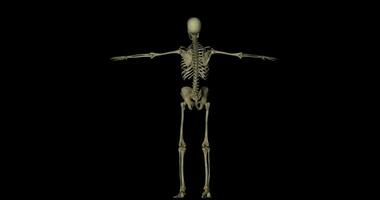 Skelett System von Mensch Körper kreisend auf schwarz Hintergrund video