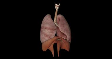 respiratoire système de Humain corps animation video