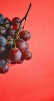 Portrait of freshly picked vitis vinifera fruits from the garden, photographed from a high angle view and isolated on a red background photo