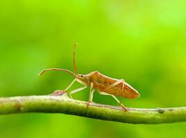 Walang sangit with blurred background. This animal is also a pest for plants. photo