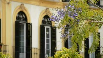jacaranda blomma med öppen balkonger i Malaga, Spanien video