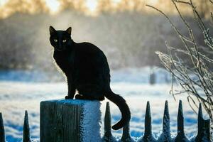 AI generated Black Cat Sitting on Fence in Winter photo