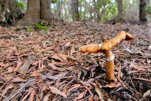 a mushroom growing in the forest photo