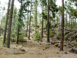 a forest with lots of trees and rocks photo