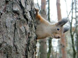 Autumn park. A gray-red squirrel sits on a tree and looks at the camera. close-up photo