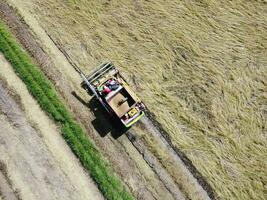 Rice harvester, agricultural machinery is working in the rice field. Aerial photography photo