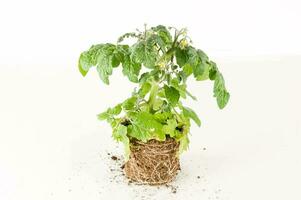 a tomato plant in a pot with dirt and soil photo