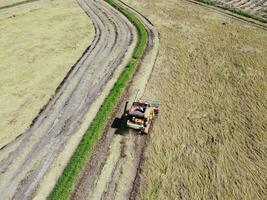 Rice harvester, agricultural machinery is working in the rice field. Aerial photography photo