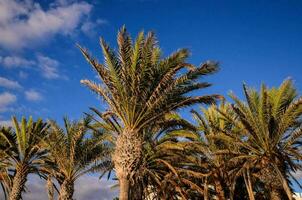 palmeras contra el cielo azul foto