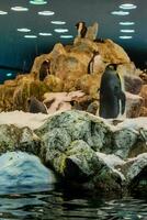 penguins in the aquarium at the zoo photo