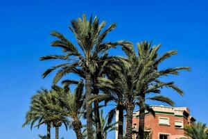 palm trees in the street in front of a building photo