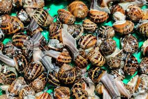 snails in a green container photo