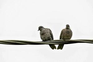 dos aves sentado en un cable con un blanco antecedentes foto