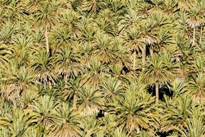 un grande grupo de palma arboles en el medio de un campo foto