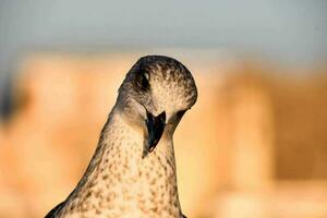 a seagull with a long beak and a brown head photo