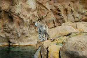 a white tiger standing on a rock in a zoo photo