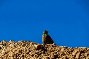 a bird sitting on top of a rock in the desert photo