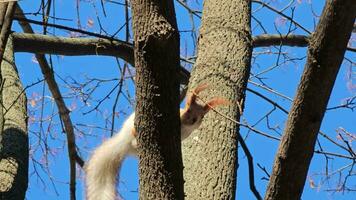 A squirrel or Sciurus with gray and orange fur sits on a branch. Wide shot against a backdrop of bare trees and a bright blue sky in autumn on a sunny day. video