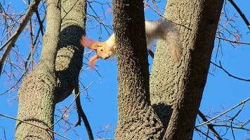 A squirrel or Sciurus with gray and orange fur sits on a branch. Wide shot against a backdrop of bare trees and a bright blue sky in autumn on a sunny day. video