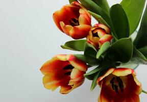 Bouquet Of Blooming Tulips Directly Top View Concept For Postcard Or Title Image photo