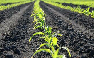 Rows of young green sprouts on agricultural field photo