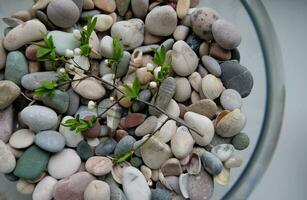 Top view of a round vase with sea pebbles and a broken branch of a fruit tree lying on them environmental concept photo