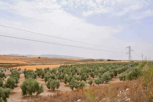 olive trees in a field photo