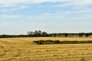 a field of ripe wheat with a blue sky in the background photo