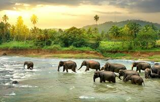 a herd of elephants walking across a river photo
